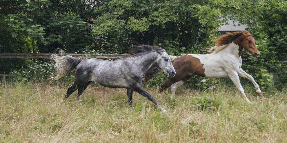 Schnelles Galoppieren und Spielen gehören auf der Pferdeweide einfach dazu – umso wichtiger ist eine gut gepflegte Grasnarbe.
