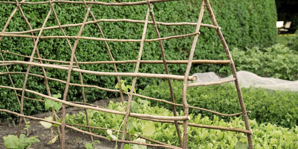 Klappt alles mit den Gurken, geben Sorten wie ‘Gundel’ den Startschuss für das Gurkenjahr.