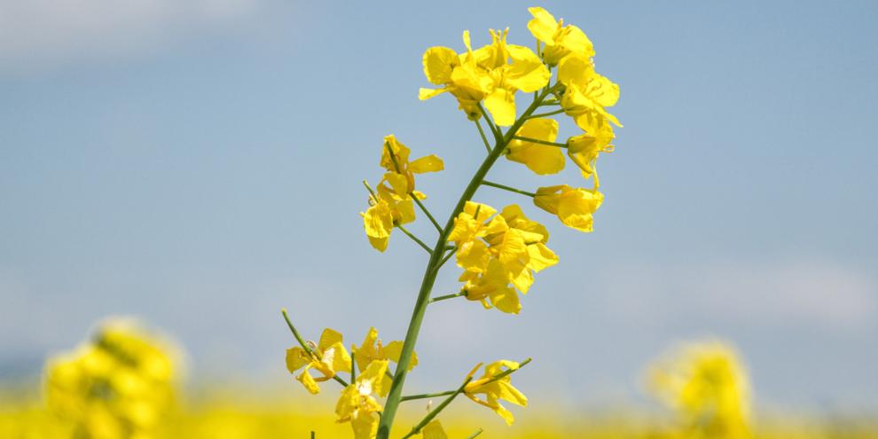 Raps gezielt stärken – Ertrag sichern