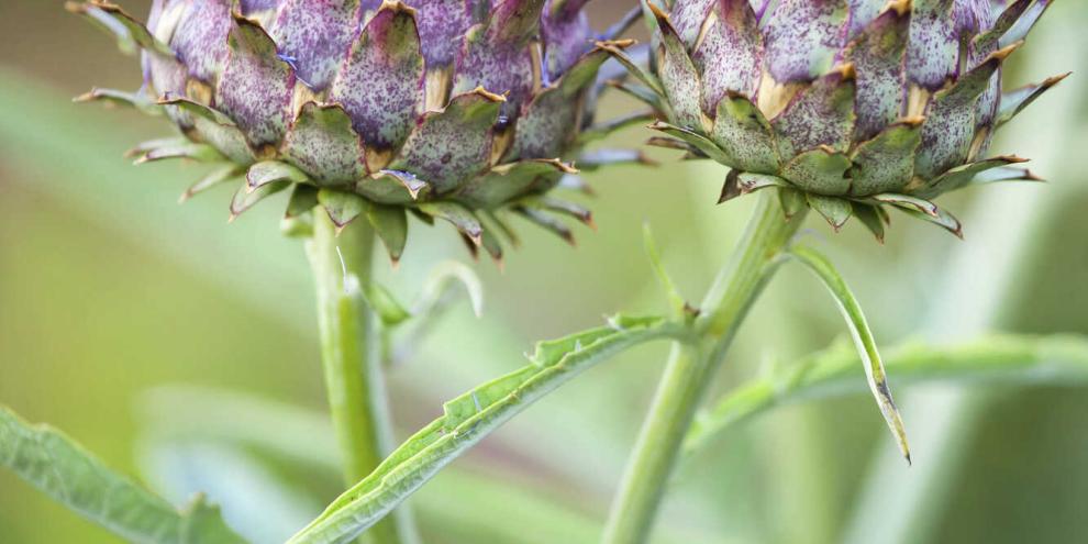 Wenn sich die imposanten Blüten der Artischocke öffnen, war der Gärtner zu langsam – die Insekten aber freut’s.