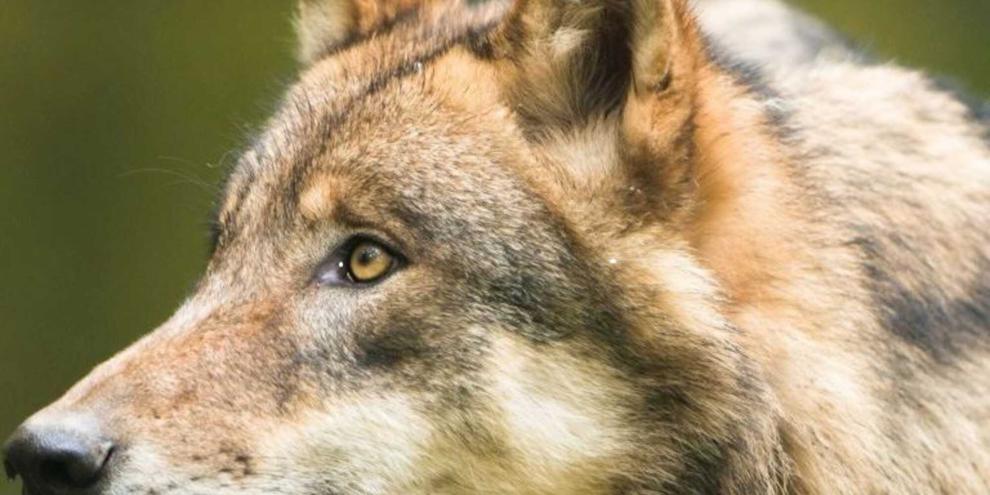 Symbolbild_Wolf_F_Richter_LfULG_Format_Medienservice (1)