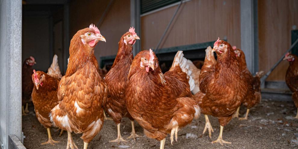 Nach dem über 20 Jahre Ruhe herrschte, kam es jetzt innerhalb kürzester Zeit zu einem dritten Ausbruch der Newcastle Disease. Betroffen ist ein großer Legehennenbetrieb in Brandenburg.