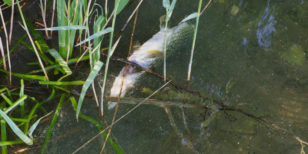 Ein Unfall in einer Papierfabrik sorgt für ein massenhaftes Fischsterben.
