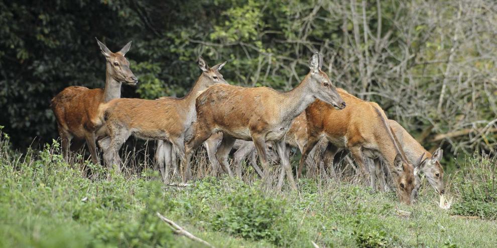 Mit dem Rotwild-Konzept soll es gelingen, dass Ruhe, Äsung und Deckung geschaffen werden.In Bayern regt sich Unmut aufgrund einer Ausnahmegenehmigung zur Rotwildjagd.