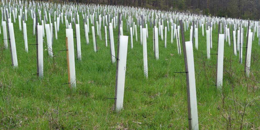 Aufforsten-AdobeStock_431206291