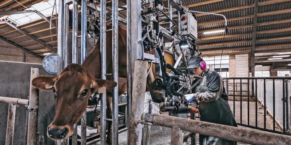 Vollhydraulische Klauenpflegestände sorgen für angenehmes Arbeiten und lohnen sich vor allem für größere Betriebe.Foto: KVK