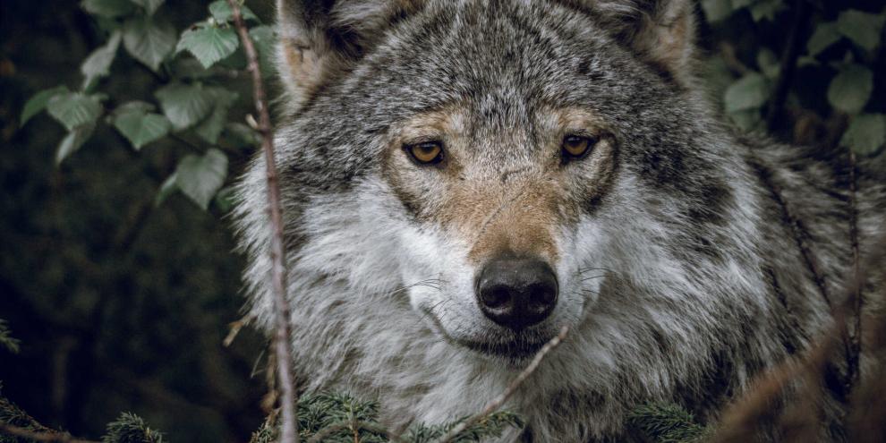 Im Alpenraum kam es womöglich zu einer Wolfsattacke.