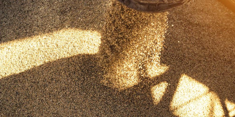 Verladen-von-Getreide-AdobeStock_221656144
