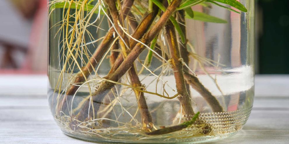 Weidenwasser unterstützt die Wurzelbildung bei Stecklingen.