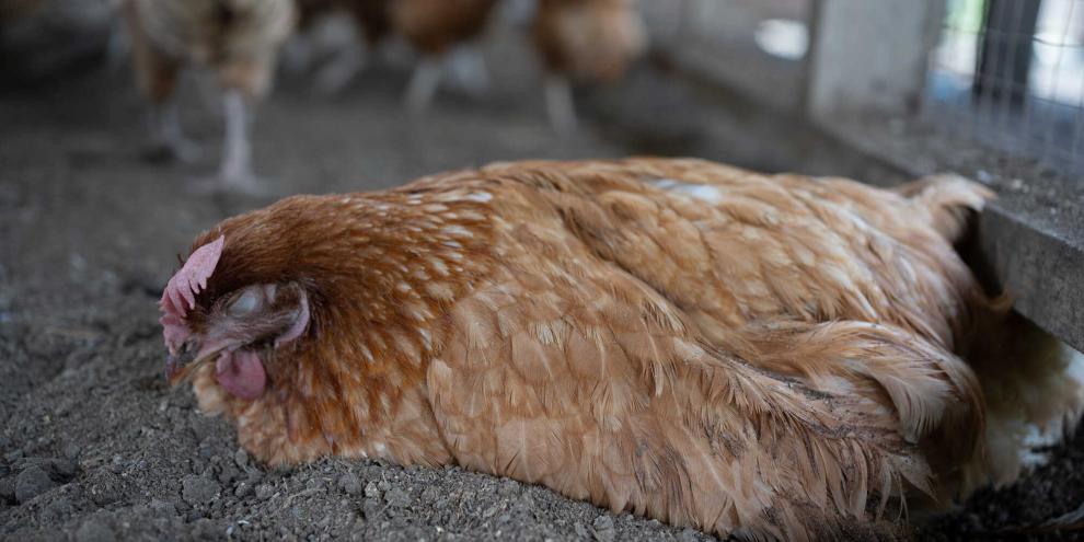 Nach über 20 Jahren treten erstmals wieder Fälle der Newcastle Krankheit auf. Geflügelbestände, in denen die Tierseuche nachgewiesen wird, werden umgehend gekeult.