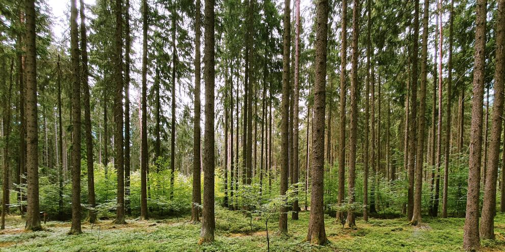 Eine Gesamtansicht der direkt benachbarten Forschungsstreifen