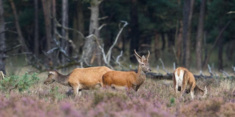 Schmalspießer werden in der Regel beim Kahlwild geduldet und melden nicht.In Brandenburg herrscht nun Klarheit zum Mindestabschuss.