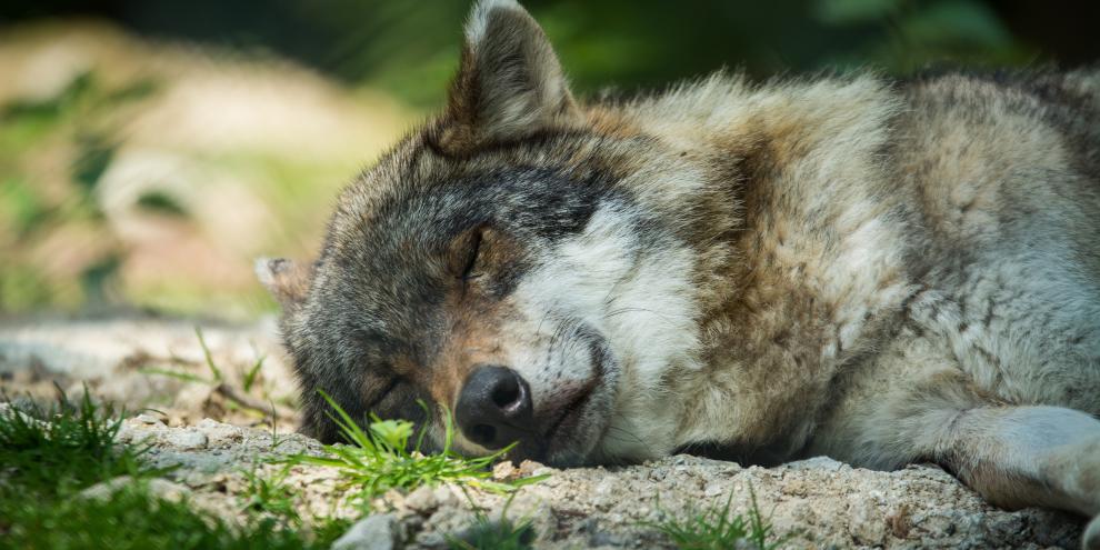 wolf-liegend