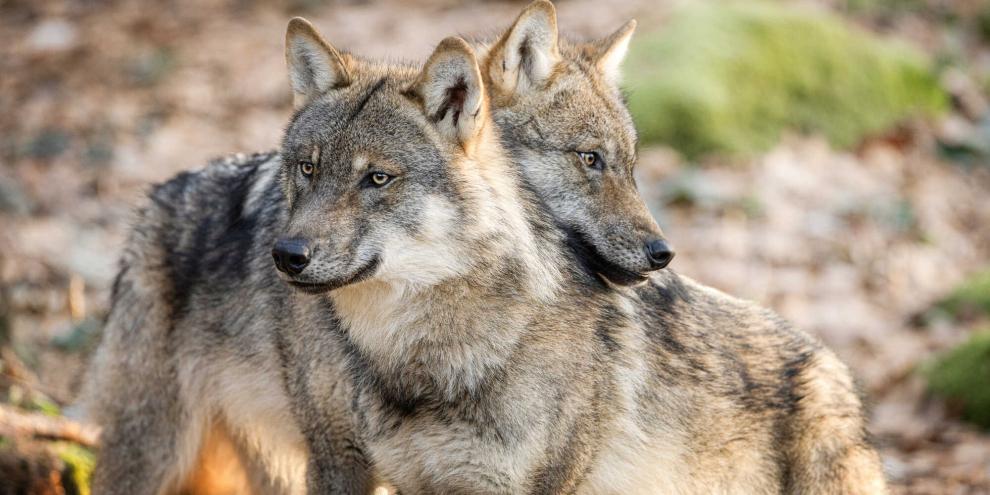 Das neue Wolfspaar lebt am Großen Kalmberg zwischen den Landkreisen Ilm und Saalfeld-Rudolstadt.