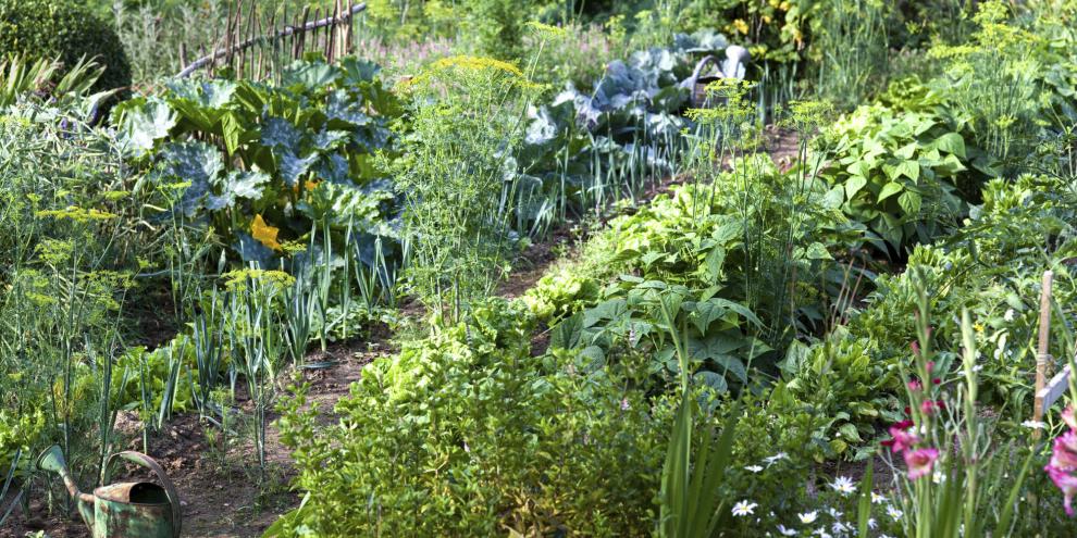 Abwechslung auf dem Beet: Das macht das Bodenleben stark und hält Gemüse gesund.