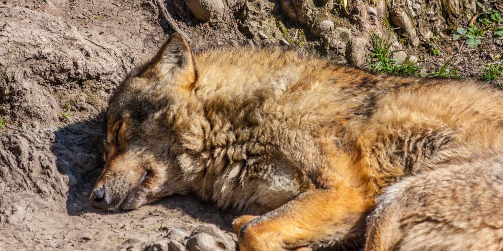 In den Alpen ist ein Problemwolf geschossen worden.