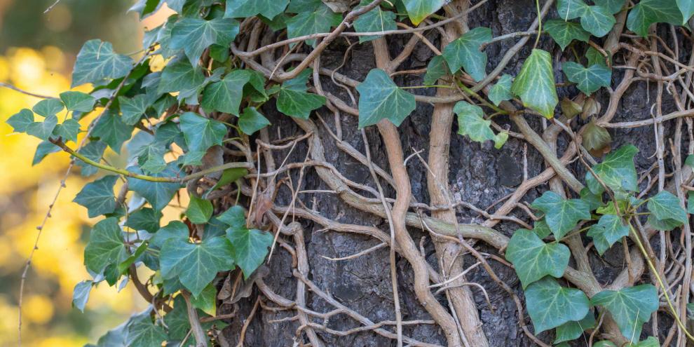 Efeu nutzt Bäume nur als Kletterhilfe, nicht als Wasser- und Nährstoffquelle.