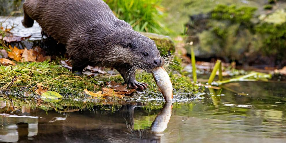 In Bayern gibt es erneut Streit über die Bejagung von Fischottern.