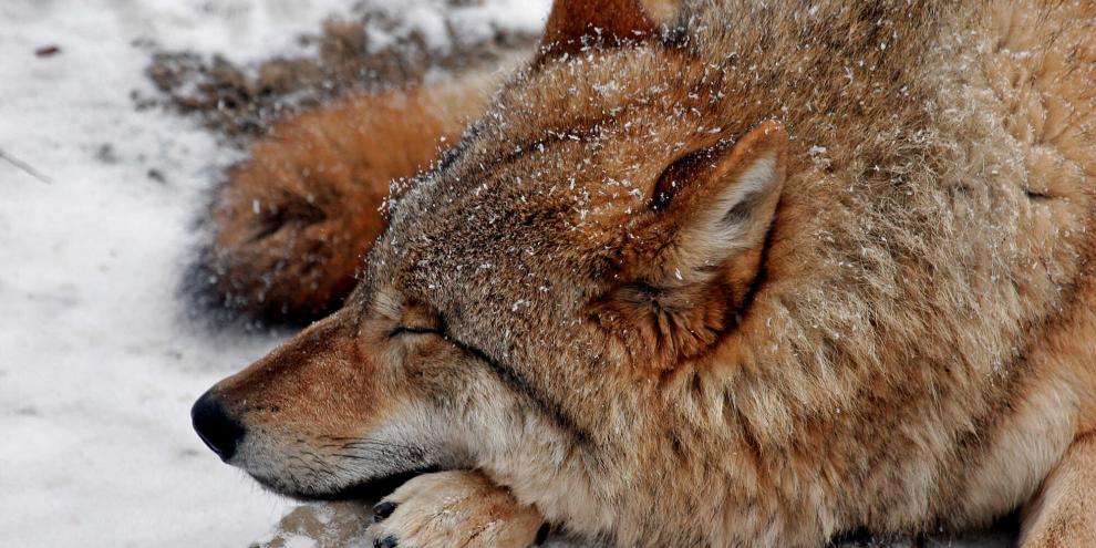 In Dänemark ist wohl ein Wolf illegal im Rahmen einer Nachsuche geschossen worden.