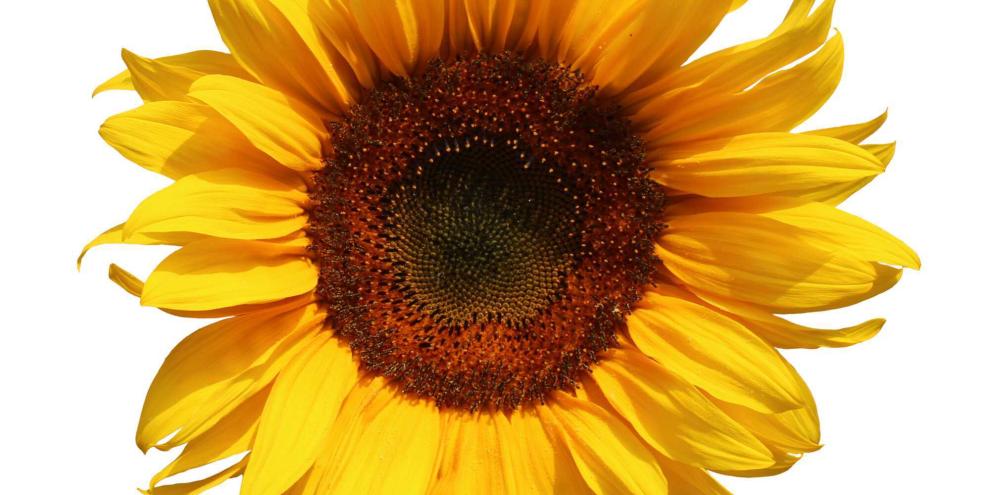 Sonnenblume-Bluete_Freisteller