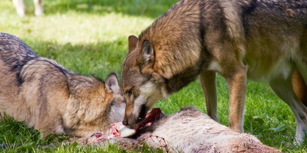 Die Koalition hat sich geeinigt, dass der Wolf definitiv ins Jagdrecht kommt.
