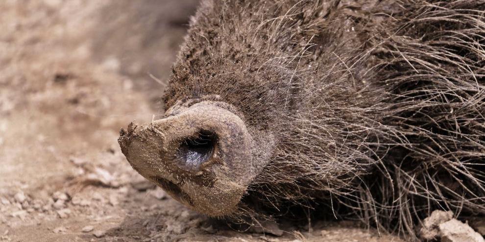 Nach den ersten ASP-Ausbrüchen bei Wildschweinen in NRW gibt es jetzt eine Spur, woher das Virus stammen könnte.Eine Prämie im Rahmen der ASP-Prävention fordern nun nordrhein-westfälische Jäger.
