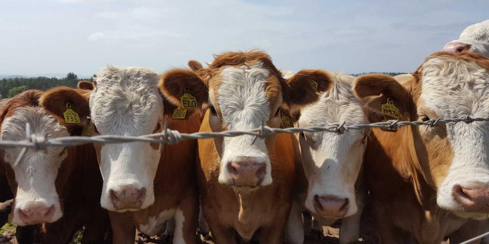 Rinder-Weide-AdobeStock_425606667