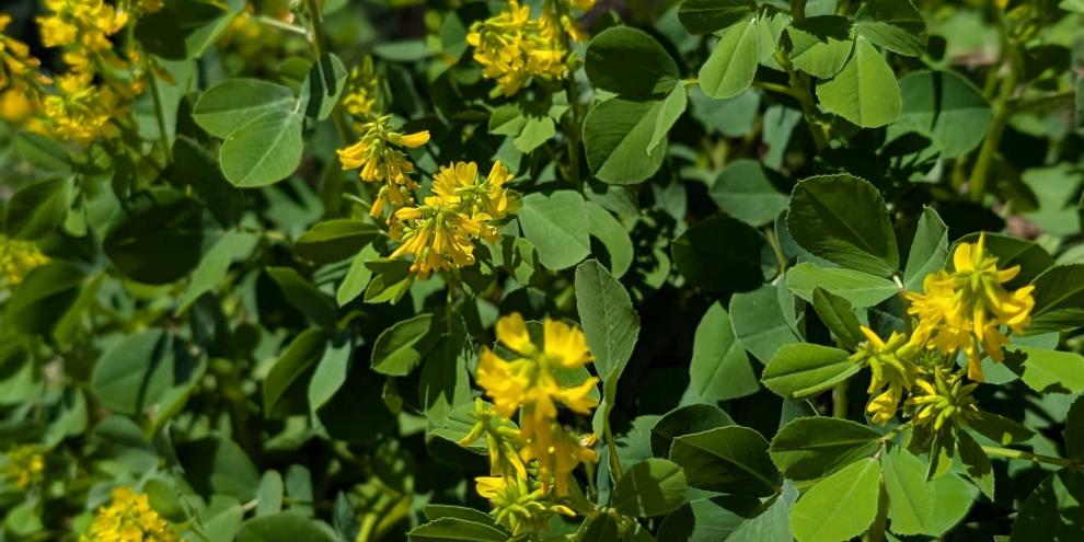 Ein mediterraner Futterlieferant: Der Bockshornklee.