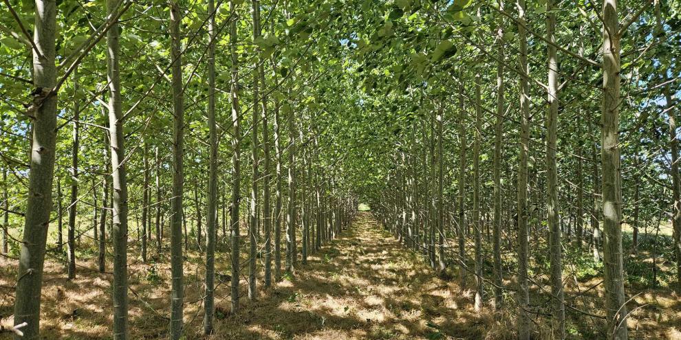 Sie planen, in Agroforst zu investieren? Ein neues digitales Tool zeigt, wo Sie sich in Ihrer Region Agroforstprojekte ansehen können.