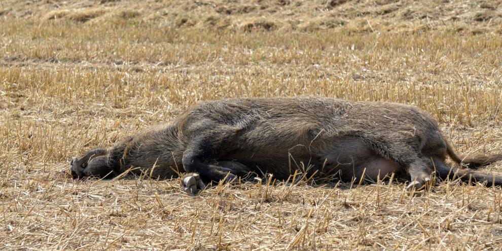 Laut der Welttiergesundheitsorganisation sind Wildschweine weiterhin der Treiber der Tierseuche Afrikanische Schweinepest (Symbolbild).