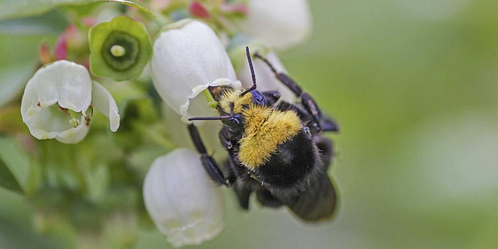 Wo es wärmer ist, gibt es mehr Blüten an den Blaubeerpflanzen – und mehr Bienen.