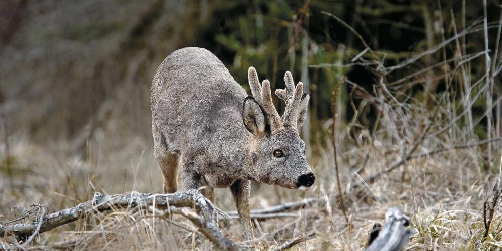 Beim Schalenwild können verschiedene Laufmissbildungen vorkommen.