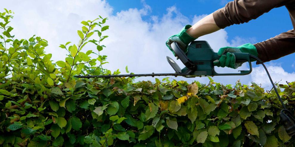 Auch nach dem 1. März darf man einen leichten Pflegeschnitt durchführen.