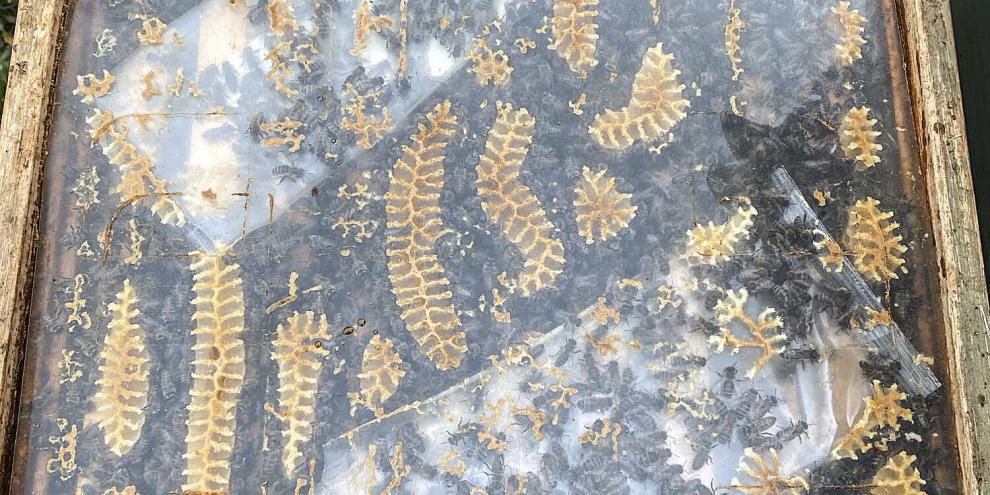 Bienen dürfen nicht Hungern! Wenn keine Futterwaben vorrätig sind, muss eine Notfütterung erfolgen.