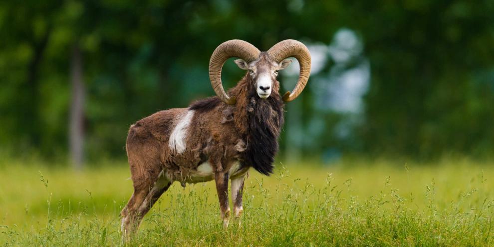 Dem Muffelwild in Berlin könnte in Zukunft der Totalabschuss drohen.