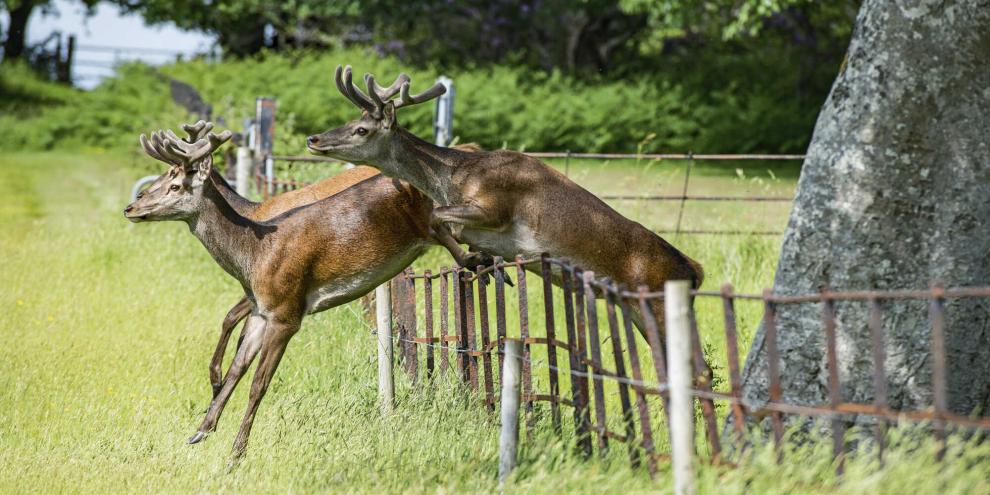 Gerade junge Hirsche sind wichtig für den Genaustausch zwischen Populationen und besonders wanderfreudig.