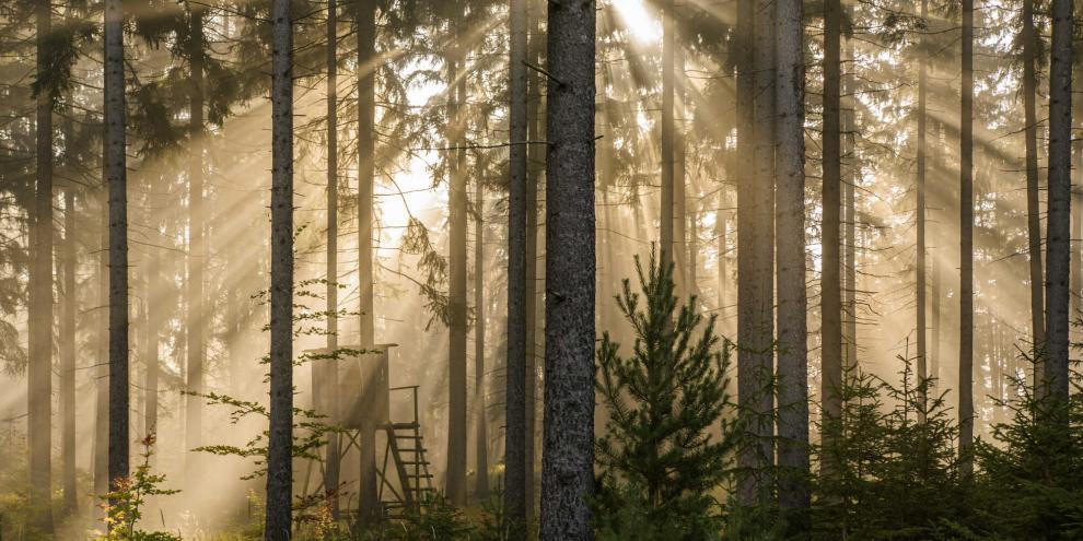 Wer haftet bei Schäden nach einem Sturz vom Hochsitz?