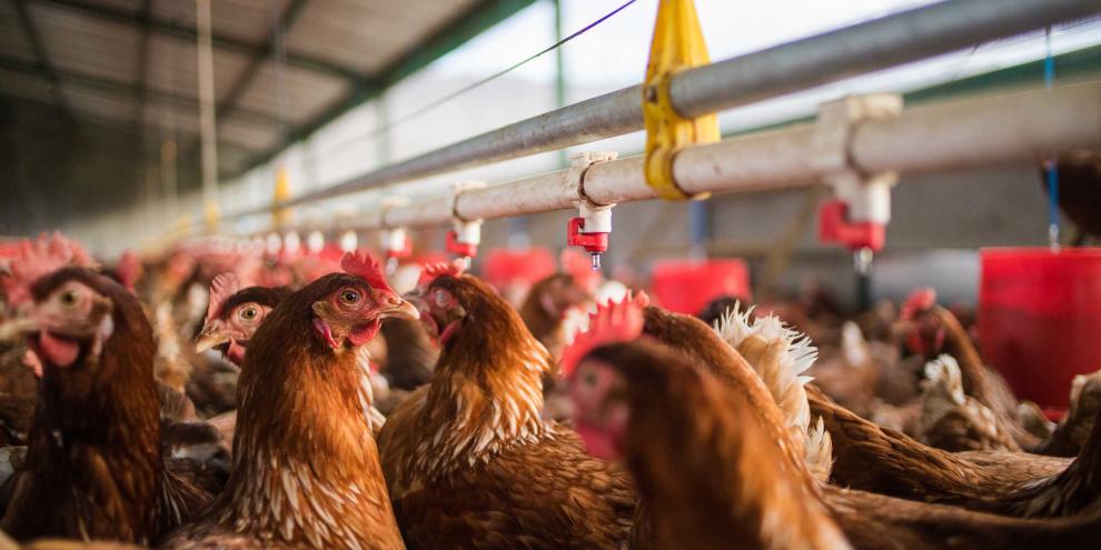 Legehennen_Dewald_AdobeStock_598342526