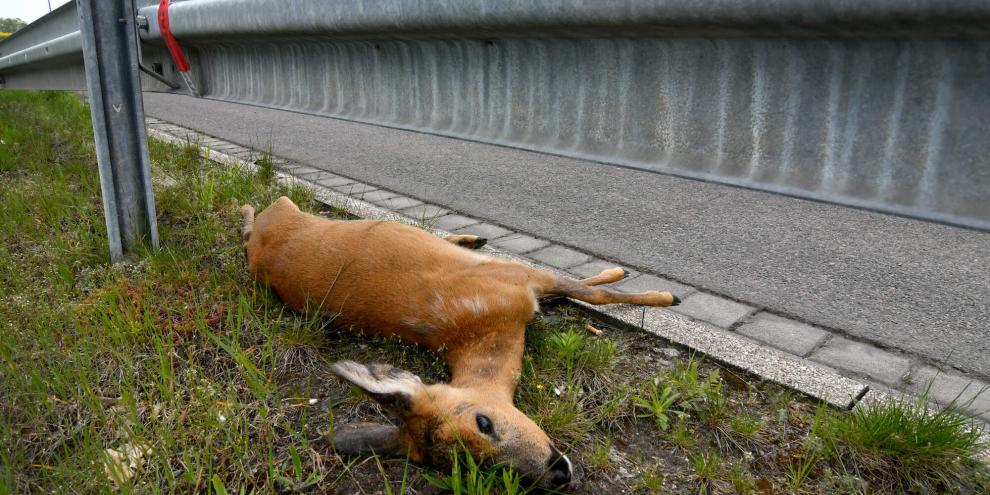 Insbesondere im Frühjahr steigt die Gefahr eines Wildunfalls.
