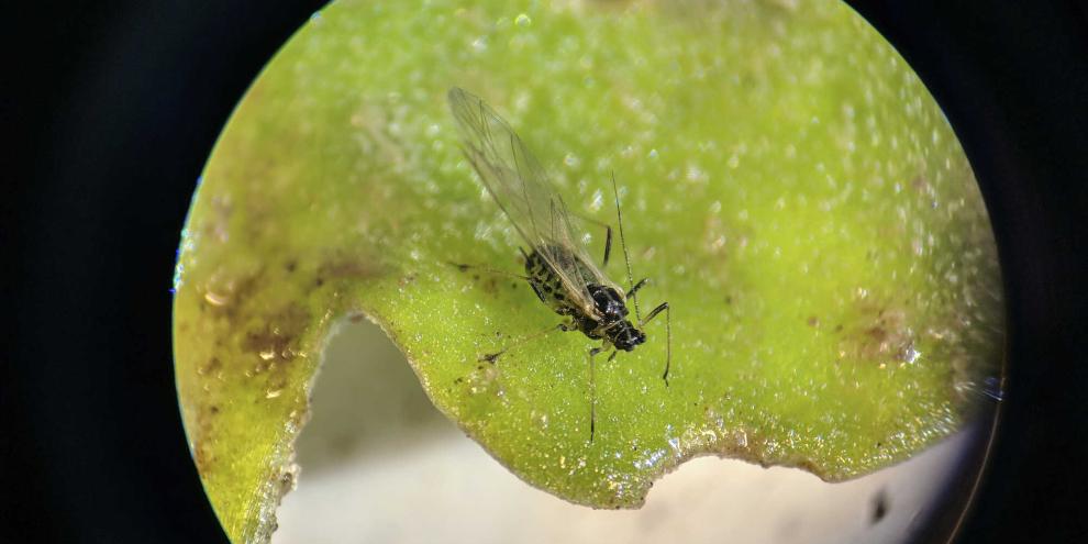 Geflügelte grüne Pfirchsichblattlaus 