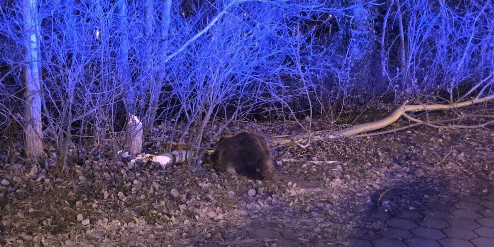 Ein Biber sorgte für Verkehrsunfall in Geesthacht in Schleswig-Holstein.