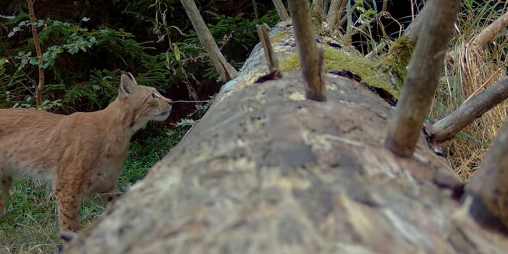 Das war bis vor kurzem die letzte bestätigte Aufnahme von Juno: Im September 2024.