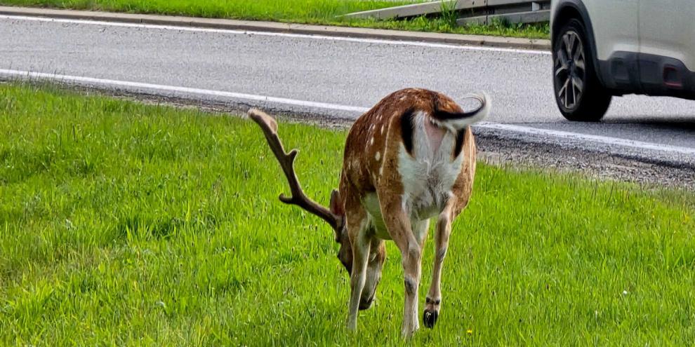 In Niedersachsen sorgt ein Damhirsch, der an einer Autobahn lebt, regelmäßig für Aufruhr.