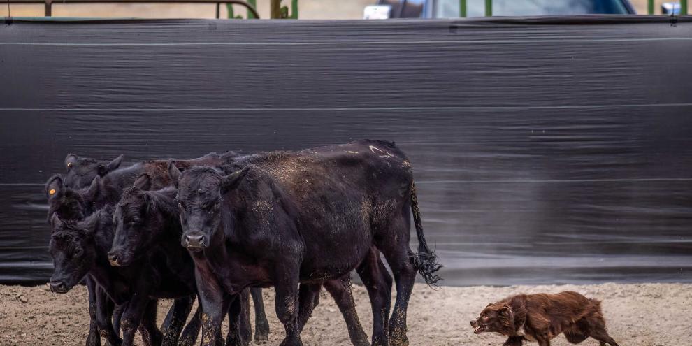 Ein Hund treibt Rinder in einem Paddock