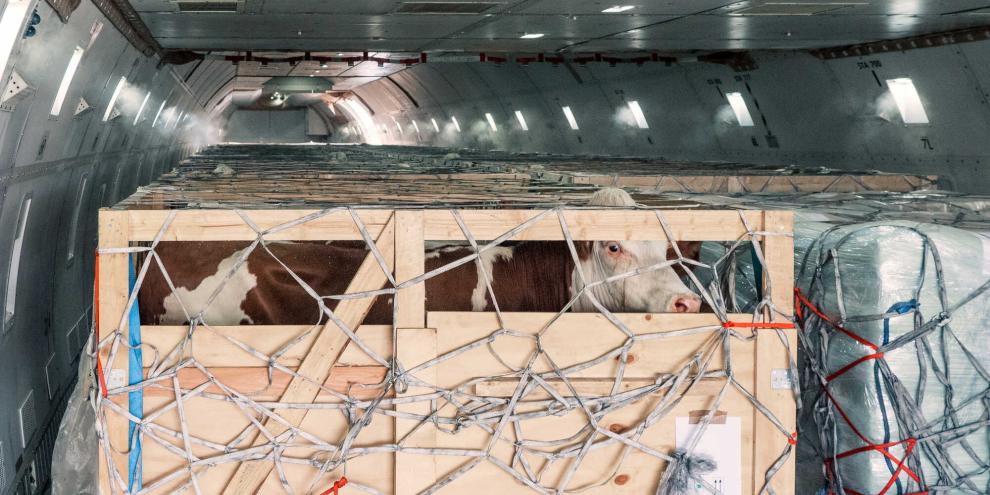 Rindertransport-Flugzeug_AdobeStock_383850002