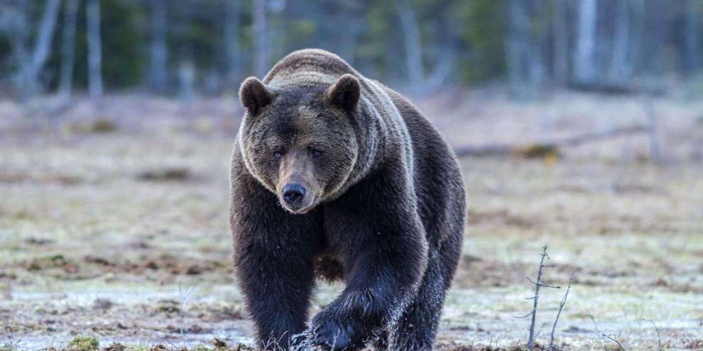 Bär an einem Fluss. Der Besatz an den Pelztieren in Norwegen zeigt sich rückläufig (Symbolbild).