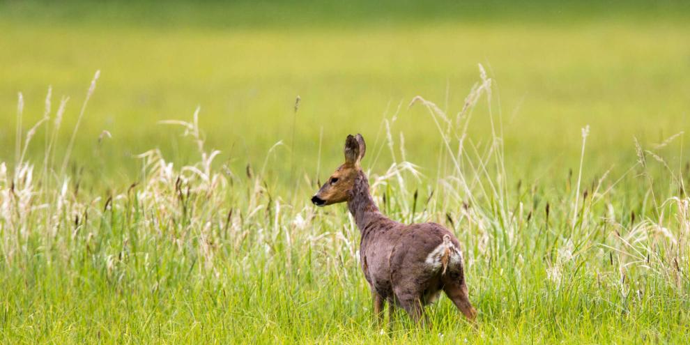 Im Regelfall bringt eine Ricke ein oder zwei Kitze zur Welt.