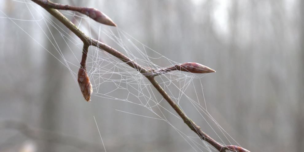 Die Buchen-Knospen treiben immer früher aus, belegen die neuesten Beobachtungen.