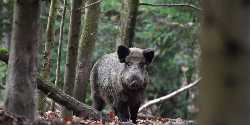 Bei zwei Wildschweinen wurden Trichniellen nachgewiesen.