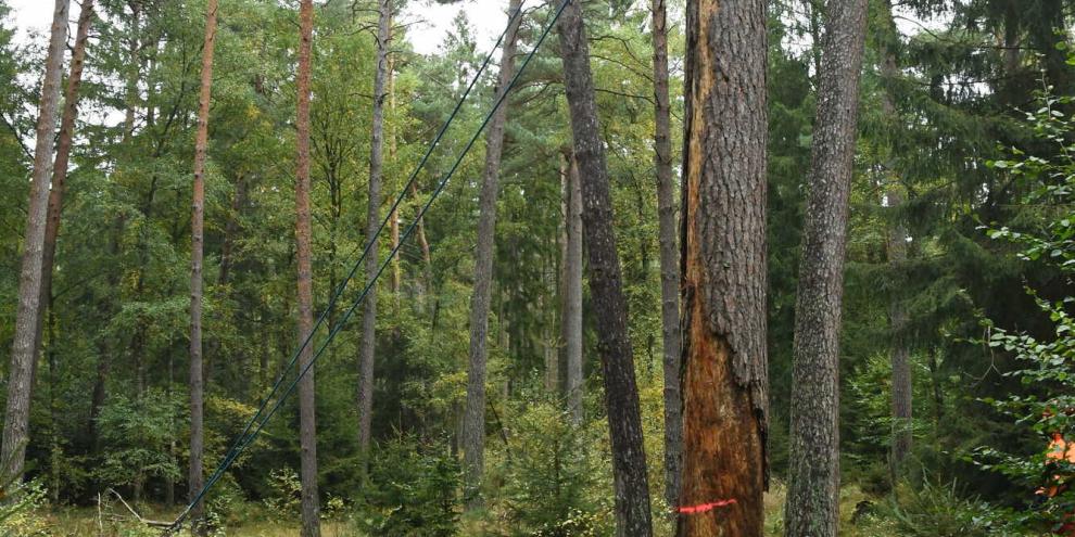 Erschütterungsfreie Fällung mit der Seilwinde. Erst wenn der Gefahrenbereich geräumt ist, wird gezogen.